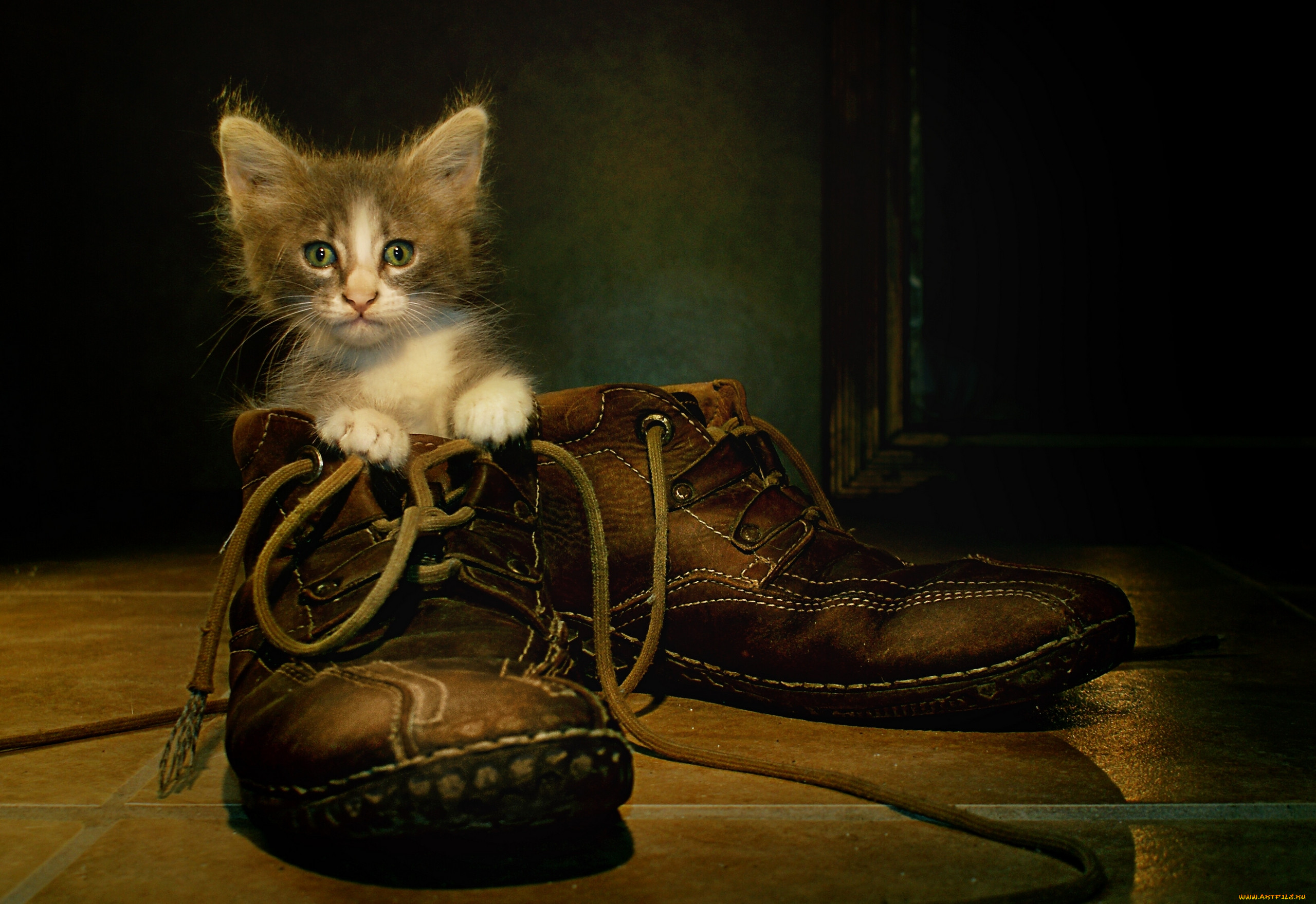 Сидящие обои на телефон. Котята в ботинке. Кошки на ботинки. Кот в ботинках. Кошка в сапожках.